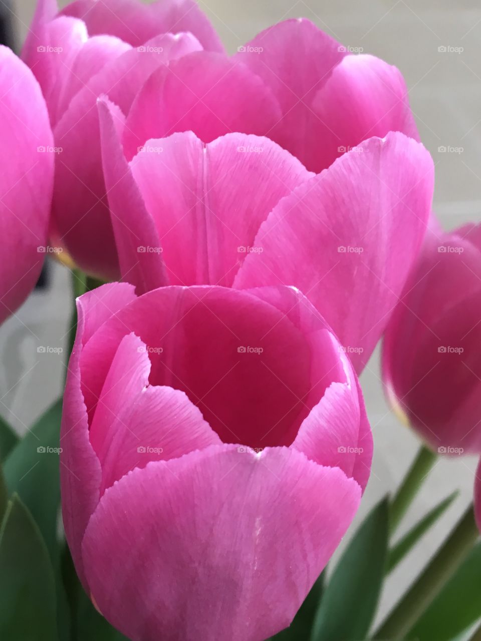 Pink tulips 