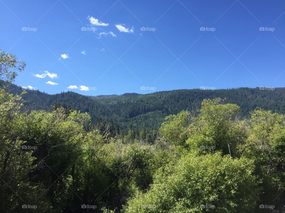 Landscape, Tree, Nature, Sky, Wood