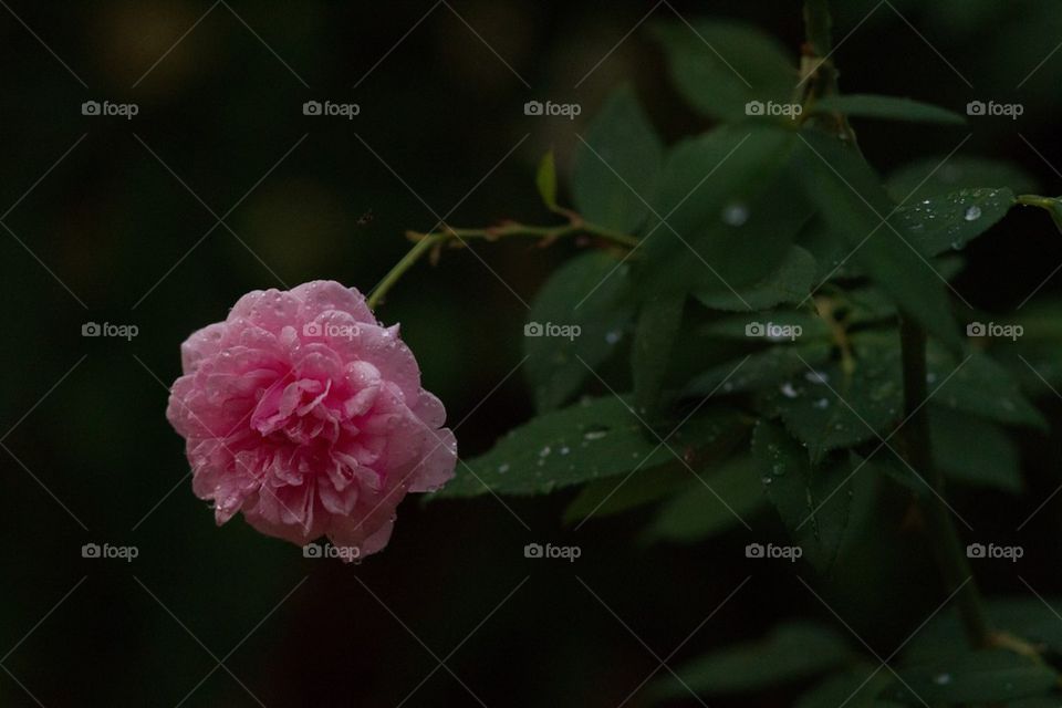 Camellia in the rain