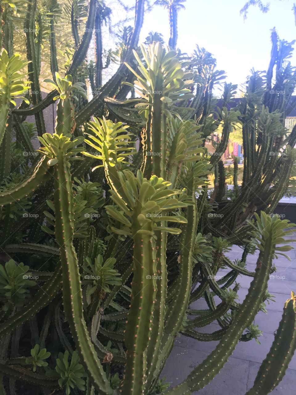 Desert Cactus Phoenix AZ