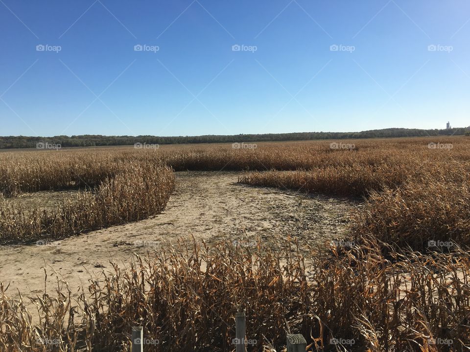 Corn Maze