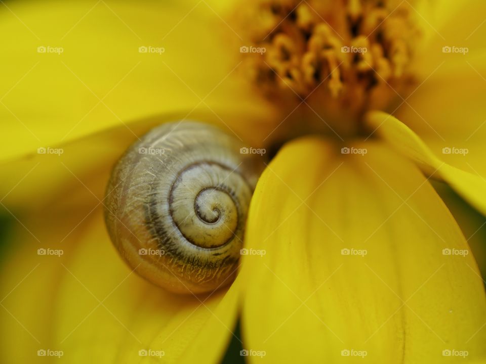 Tiny snailshell on flower