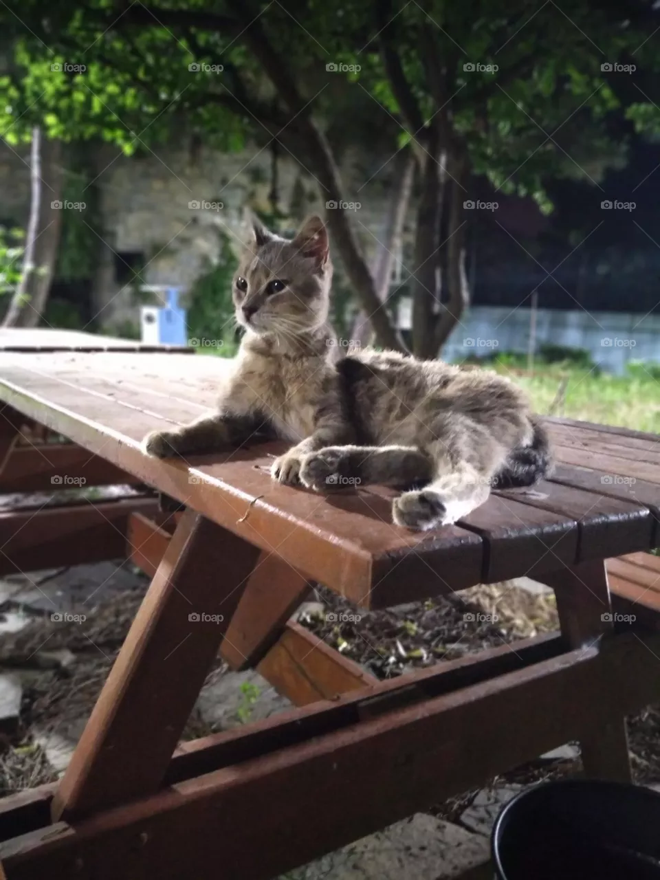 kitty