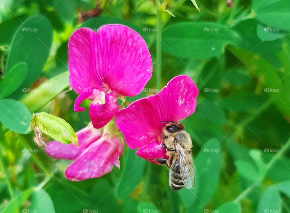 little bees are very busy in summer)