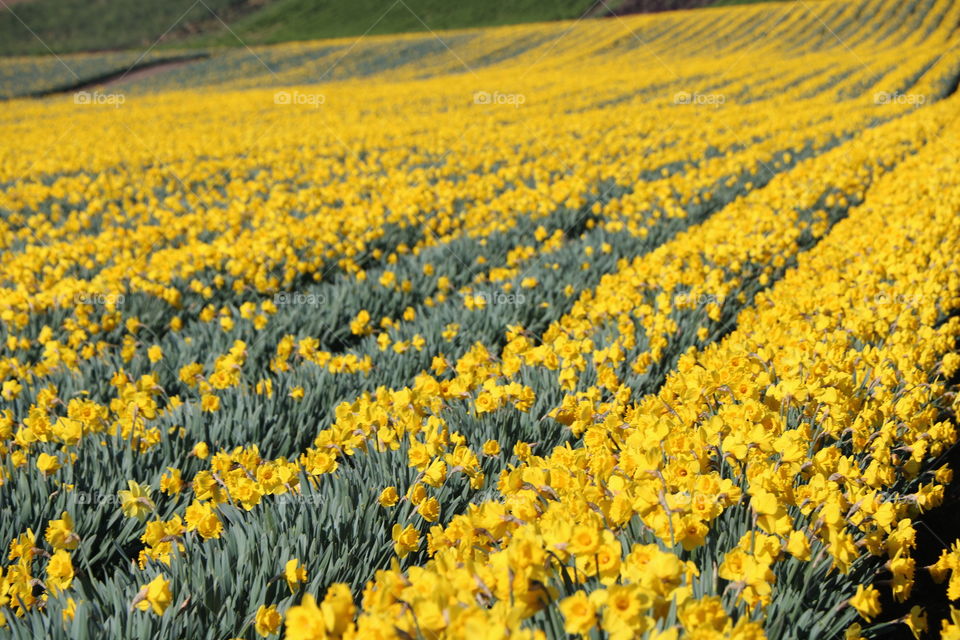 Beautiful countryside on springtime colored in yellow by thousands of daffodils 