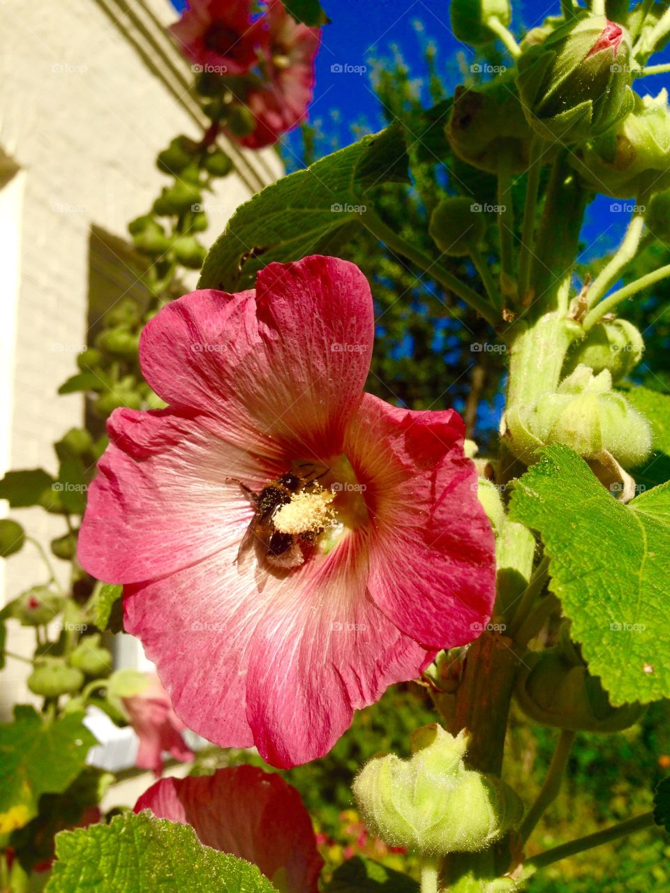 Bee. Sunset in the garden