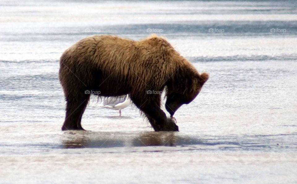 Grizzly eating Salmon