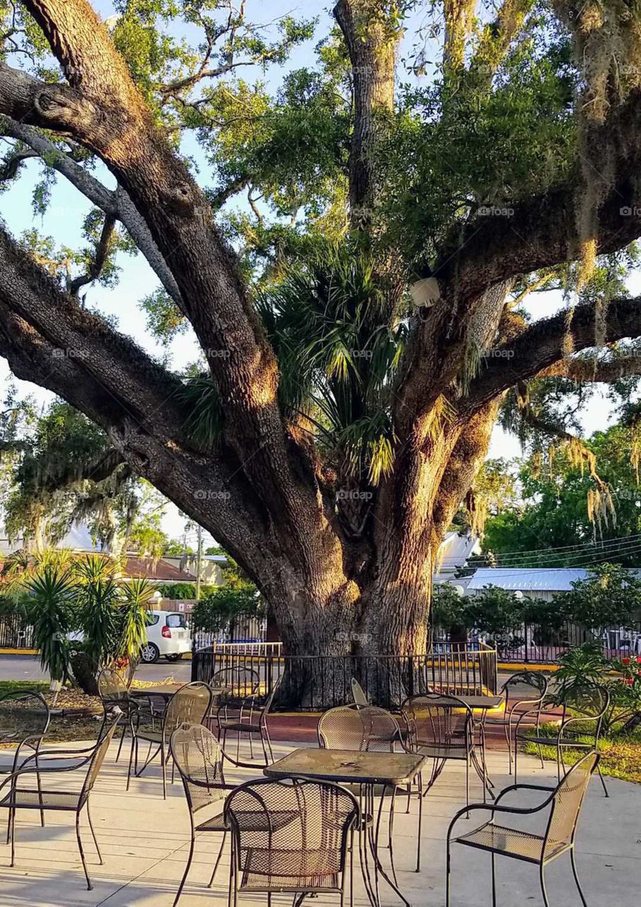 The famous oldest live oak tree called The Senator, in the center of a parking lot in a garden with tabes and chairs, at the historic Howard Johnson Hotel in St. Augustine, Florida.