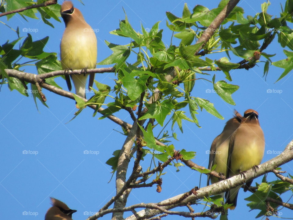 Cedar Waxwings