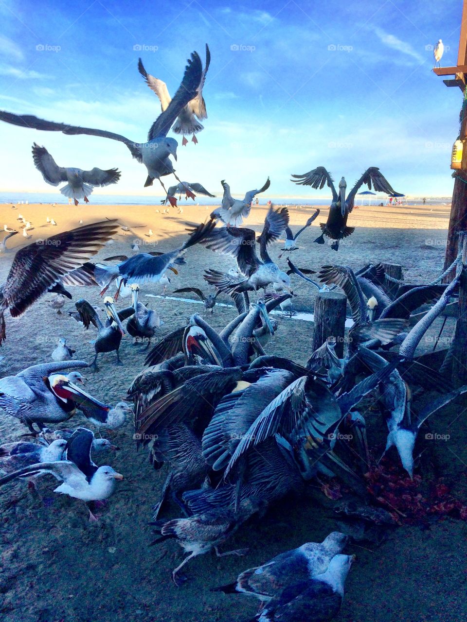 Food fight. Birds in a food fight in Newpoer Beach, California