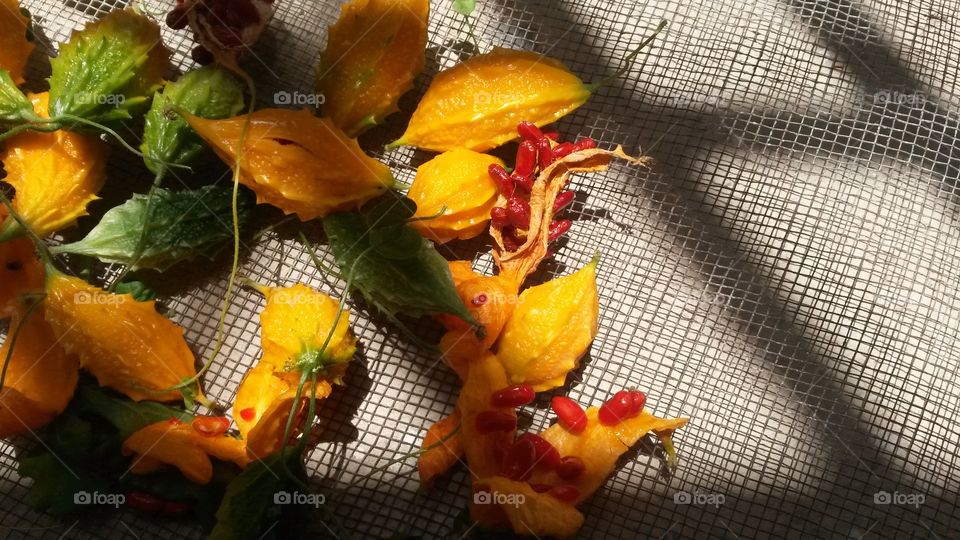 Momordica charantia L.) is a wild plant species, from the family of cucurbitáceas.originário of India and China, is a climbing plant with fruits and leaves of bitter taste. It is known to have properties that treat diabetes, wounds, both external and internal, as well as other medicinal activities such as antibiotic, antioxidant, antiviral, tonic, among many others. vegetable juice at 5% concentration in water showed to have an astonishing potential to fight against the growth of the four types of pancreatic cancers surveyed, two of which were reduced by 90%, and the others in incredible 98% only 72 hours after treatment has been translated and adapted from the original article written by Dr. Frank Shallenberger,
an alternative medicine alternative in the fight against cancer.
species, exotic fruit, wild plant, exotic