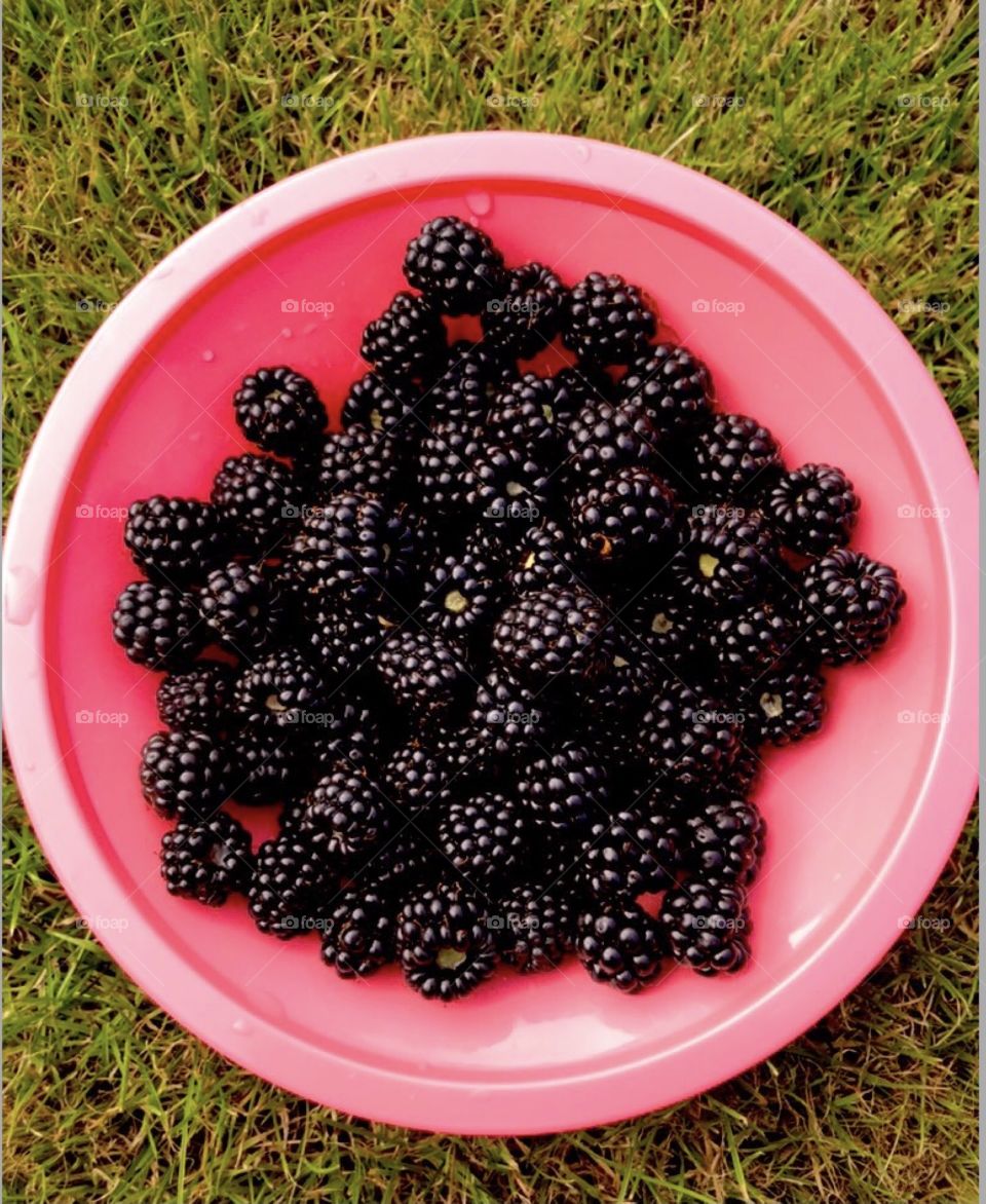 Freshly hand picked blackberries 
