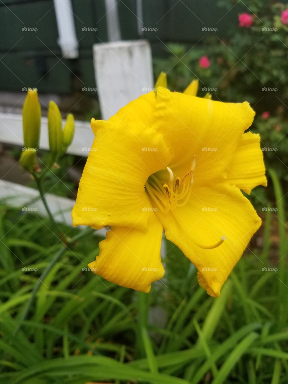 day lily