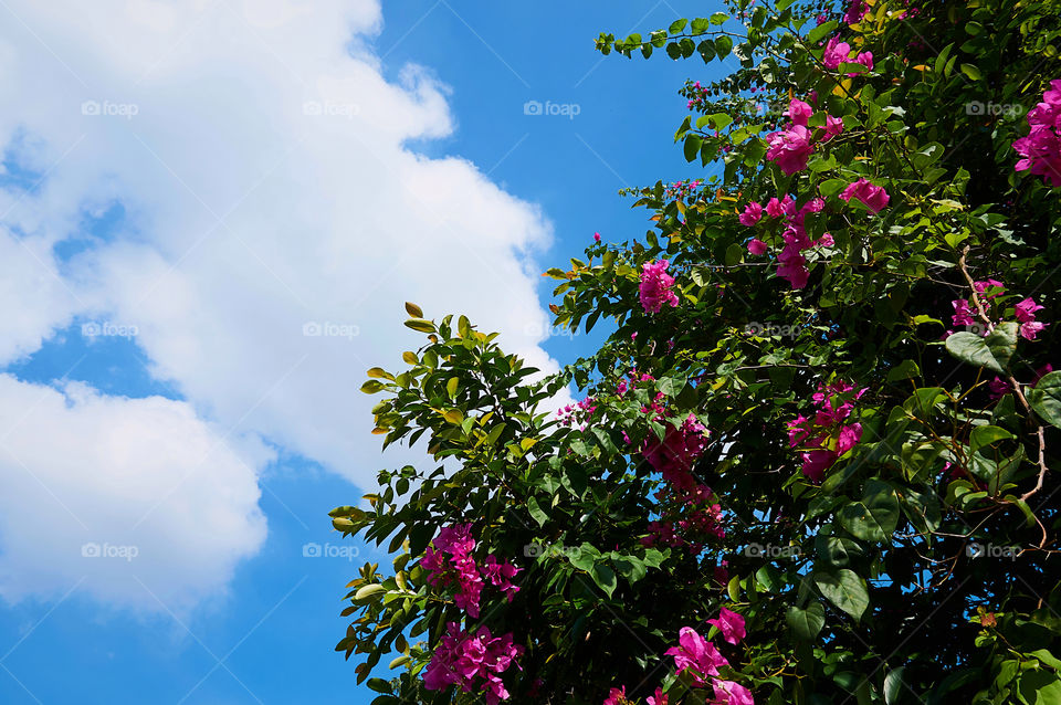 Bougainvillea blooming with clouds and blue sky background 