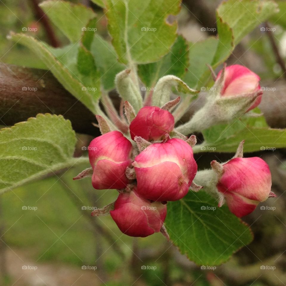 Springtime. Apple blossom