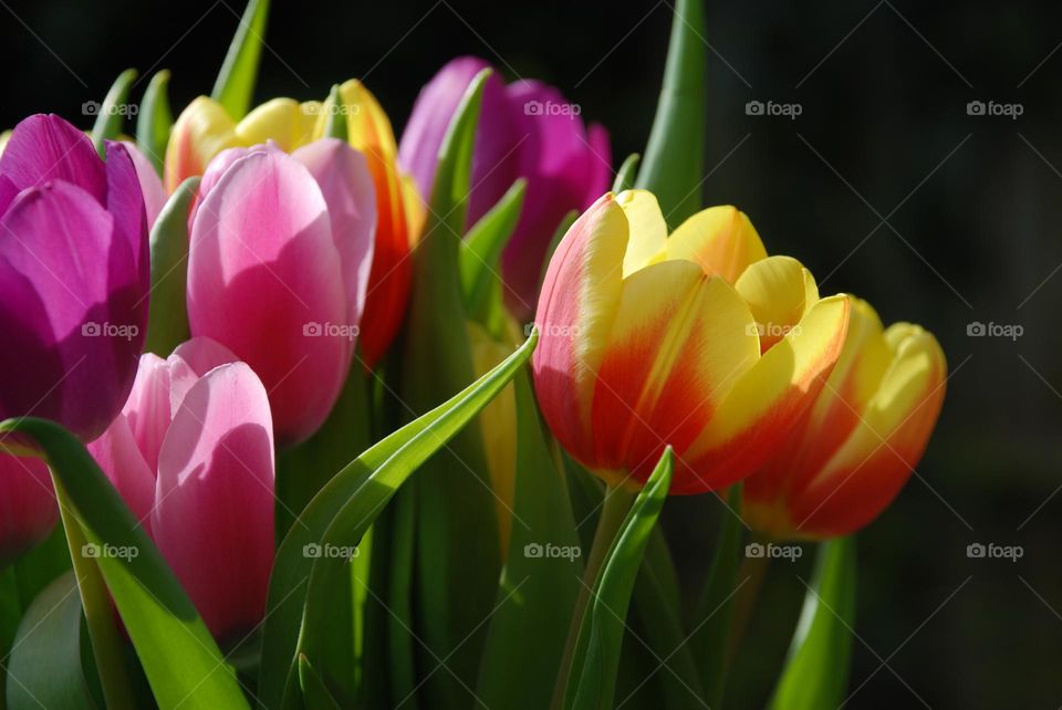 Colourful tulips against a dark background 