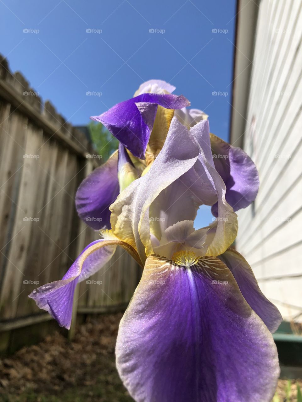 Pretty iris bloom 