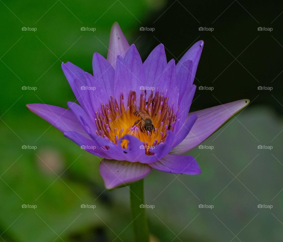purple flower with Bee
