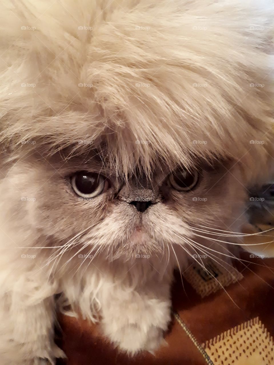 persian cat