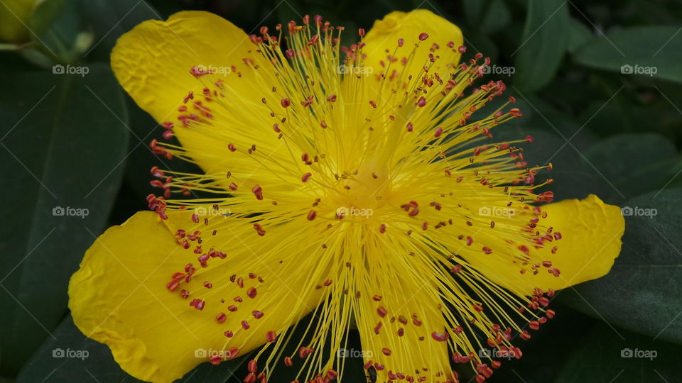 British ,macro, yellow, flower, with ,red
