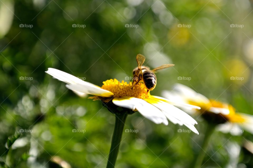 Yellow flower and the bee