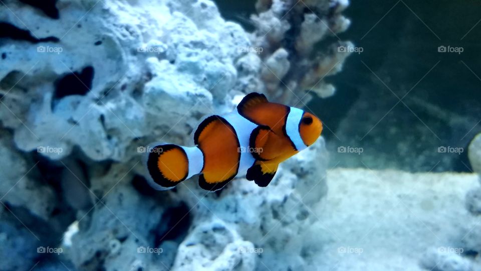 Brightly colored orange clownfish in front of white coral structure