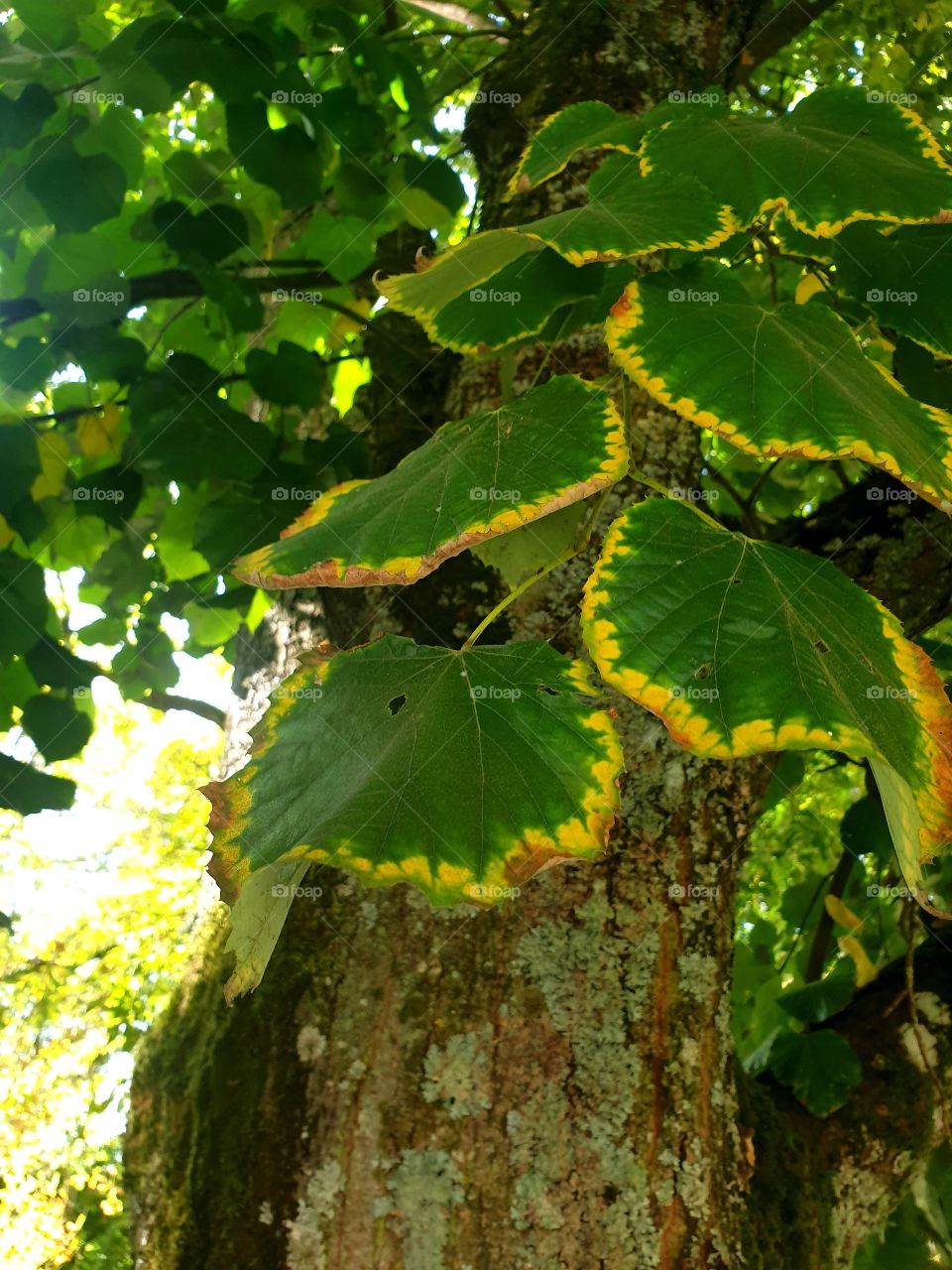 художник осень