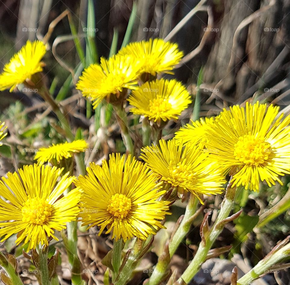 coltsfoot