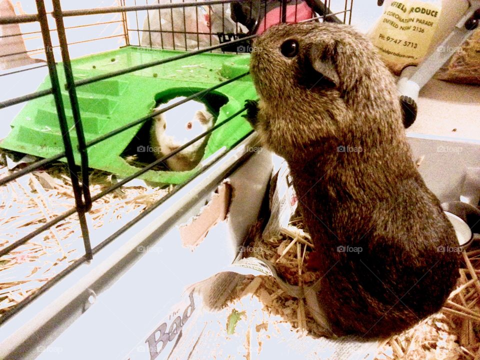 The Visit. Our Guinea Pig AJ (right) was kept in a seperate cage for a few weeks due to illness. She is visiting her daughter. 
