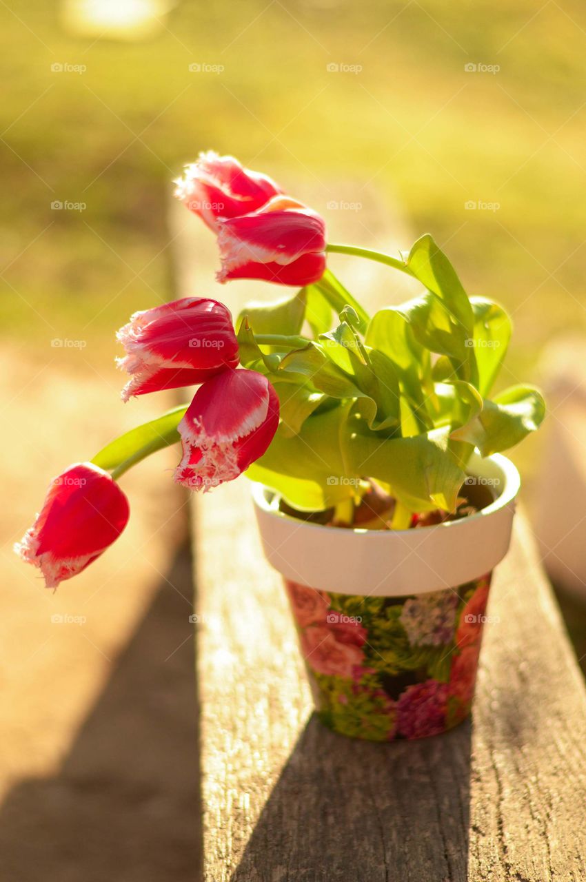 Tulips in the pot