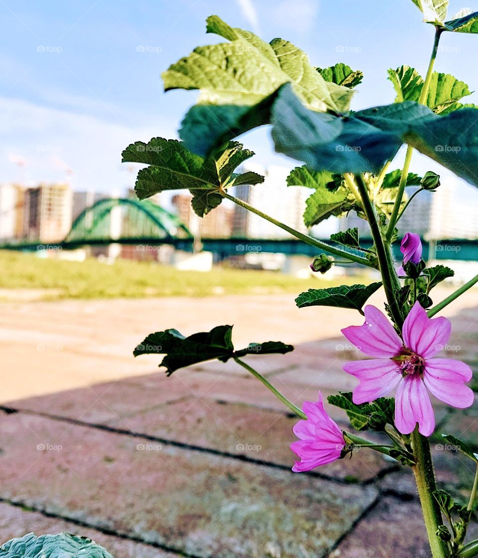 Common mallow (Malvaceae), a medical plant with beautiful purple flowers.  It grows everywhere,  even in urban conditions