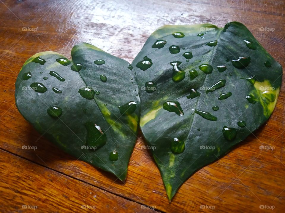 Heart shaped leaves!