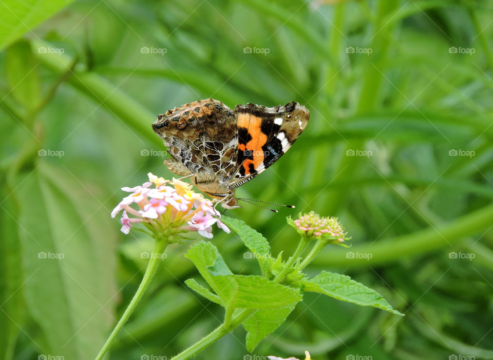 butterfly on flower