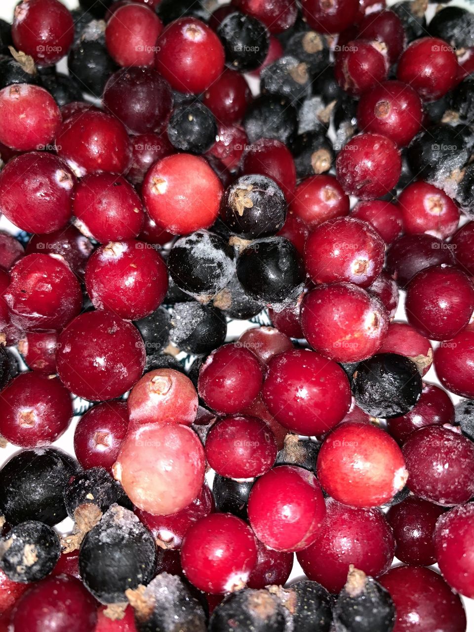 healthy wild berries - cranberries and currants