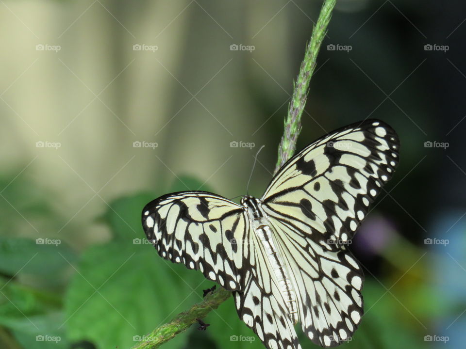Paper Kite butterfly