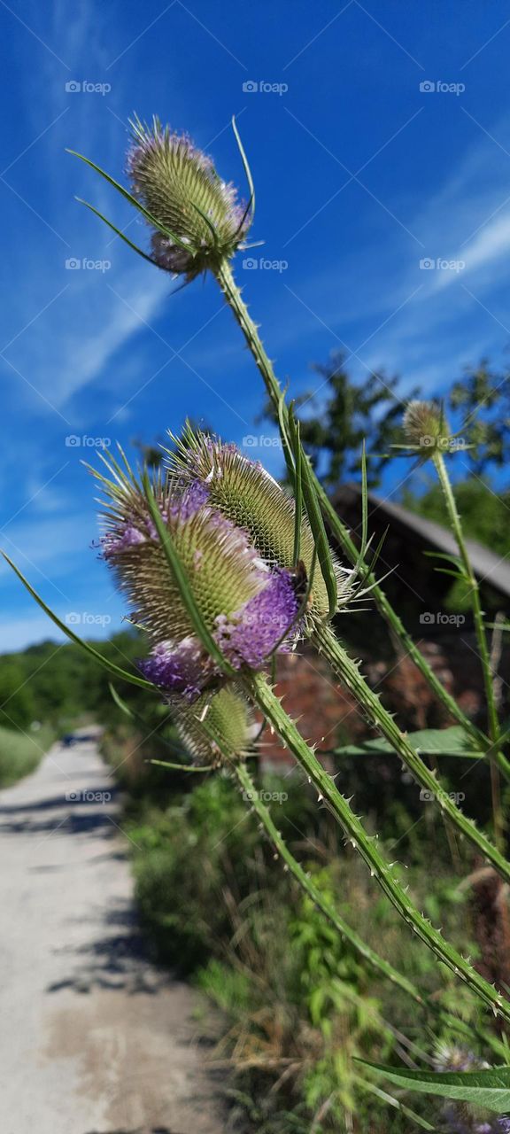 thistles