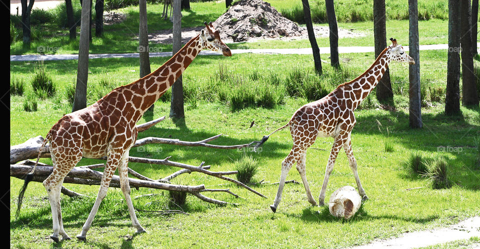 Mother giraffe with her baby