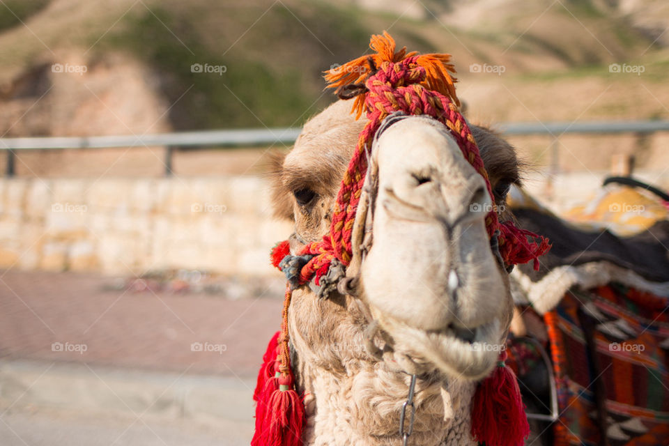 Close-up of camel head