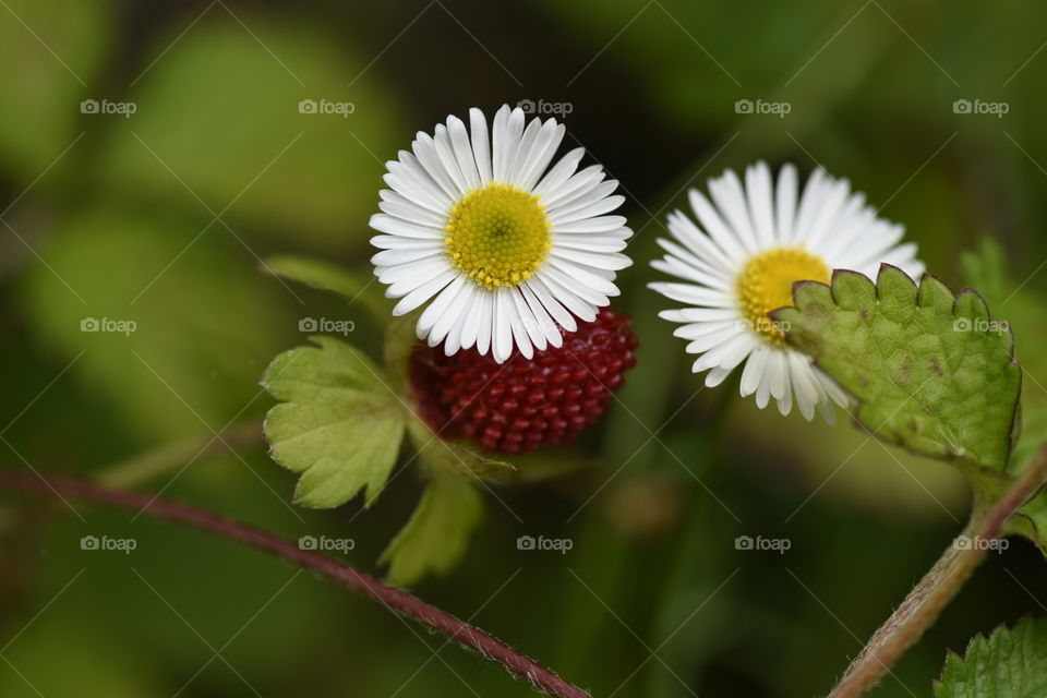 Strawberry hiding under a flower.