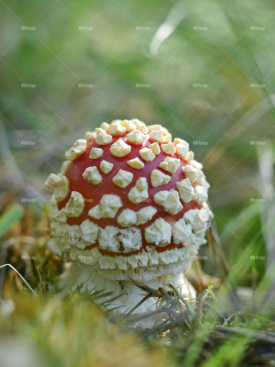 Fly agaric mushroom