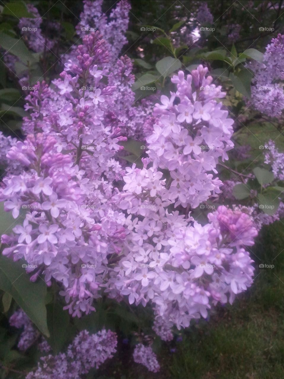 lilacs