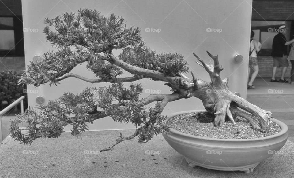 bonsai tree