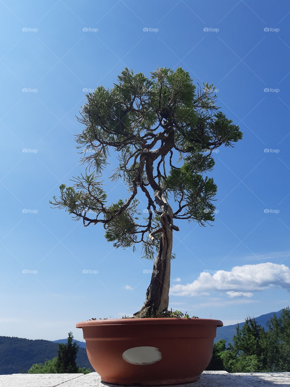 Juniperus Bonsai