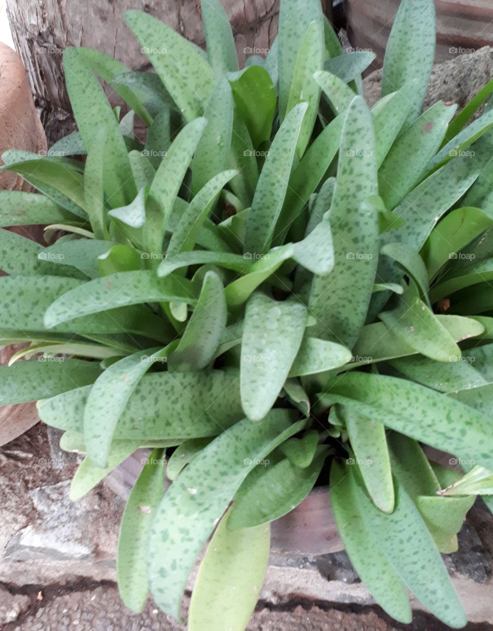 Drimiopsis macular Lindl plant in the garden