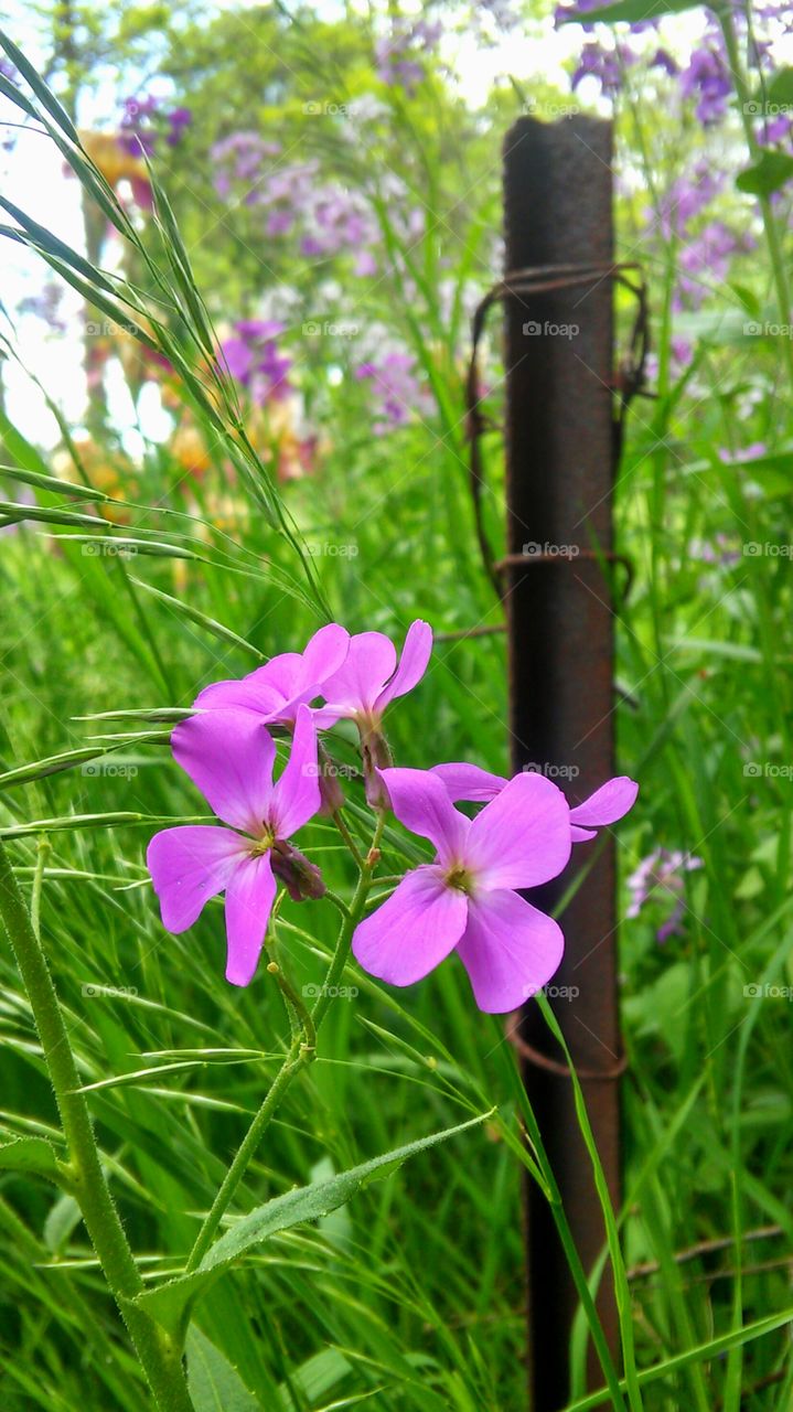 Nature, Flower, Flora, Summer, No Person