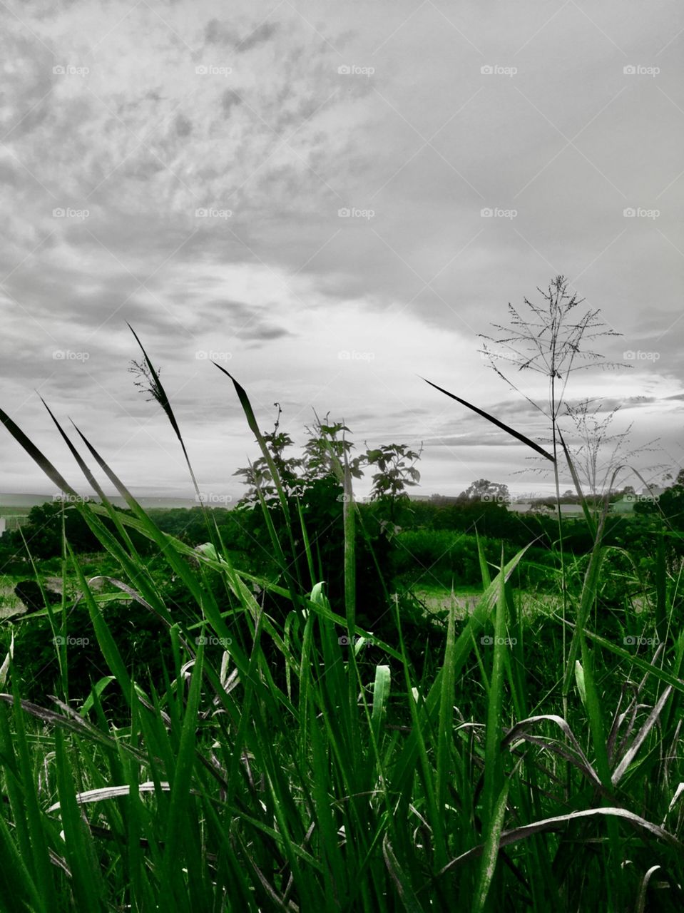 White and Green are incredible combinations of nature!  How can we not admire this wonder? / O Branco e o Verde são combinações incríveis da natureza! Como não admirar essa maravilha?