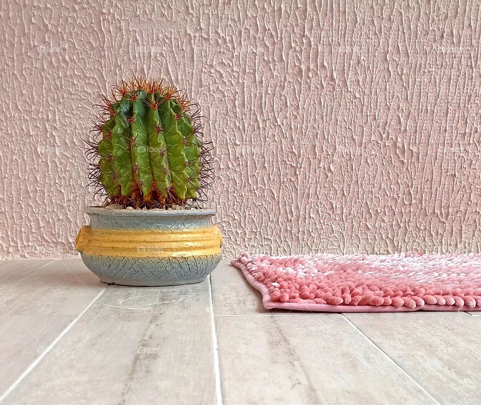 cactus in pot house plant on a wall background, view from the ground