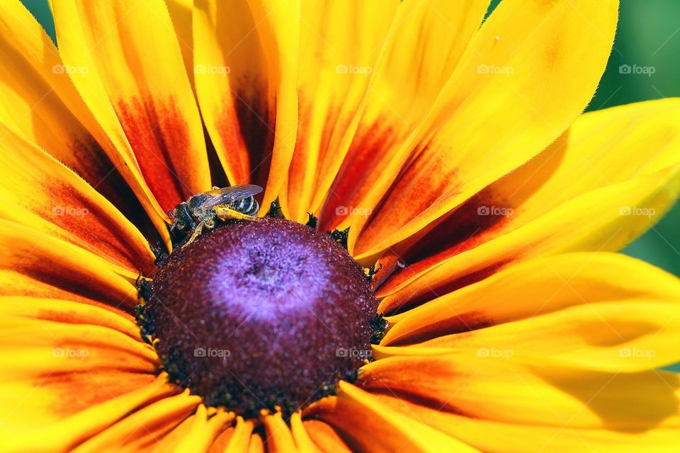 Yellow flower with wasp