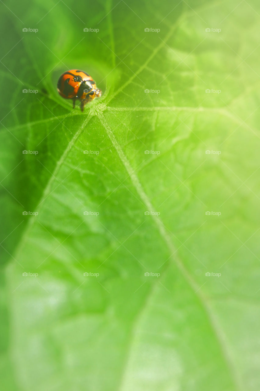 Close-up of a ladybug on a green leaf