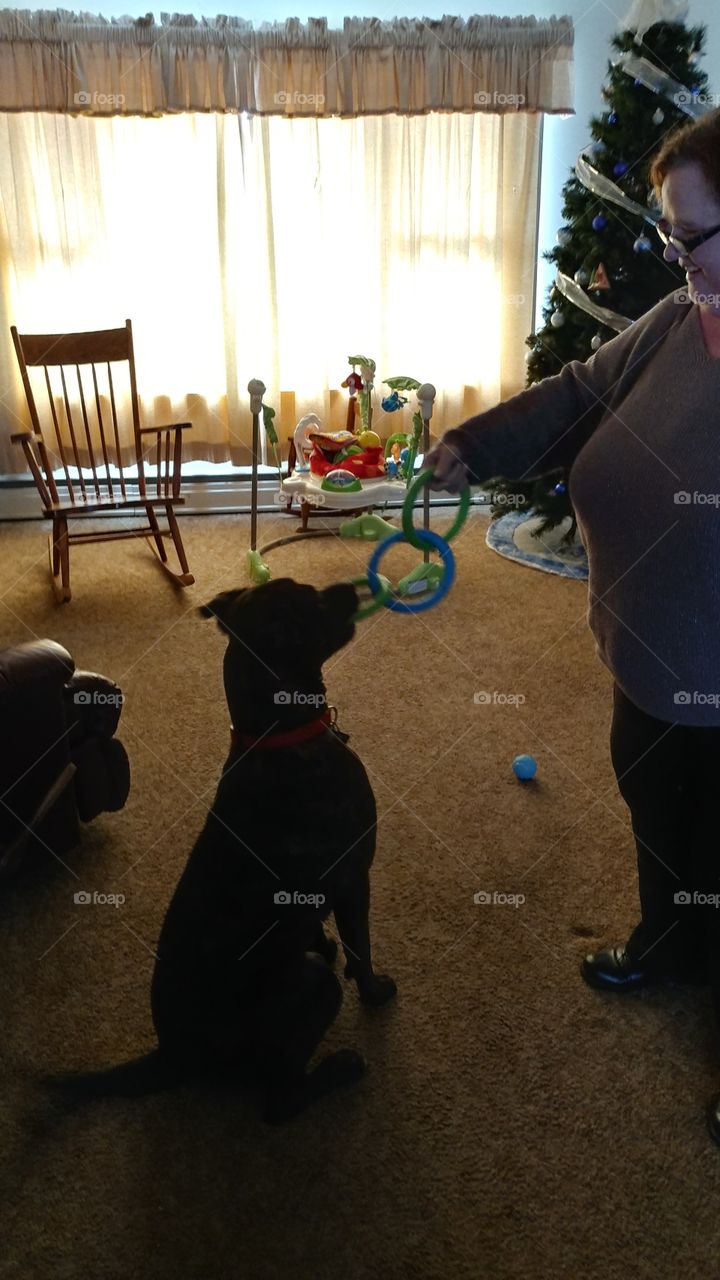 Dog and his new toy